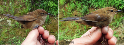 四川短翅莺：来自四川的鸟类新种600 / 作者:UFO爱好者 / 帖子ID:86935