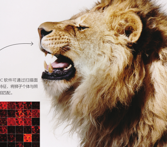 狮子面部识别技术128 / 作者:UFO爱好者 / 帖子ID:86929