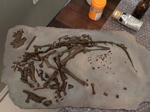 孵化恐龙蛋需要多长时间?3~6个月547 / 作者:UFO爱好者 / 帖子ID:86412 孵化恐龙蛋需要多长时间?3~6个月547 / 作者:UFO爱好者 / 帖子ID:86412