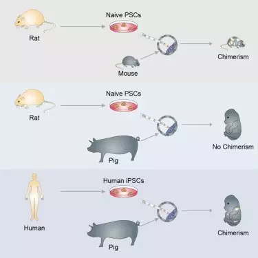 全球首批人兽嵌合体——医学希望还是伦理之灾?205 / 作者:UFO爱好者 / 帖子ID:86405 全球首批人兽嵌合体——医学希望还是伦理之灾?205 / 作者:UFO爱好者 / 帖子ID:86405