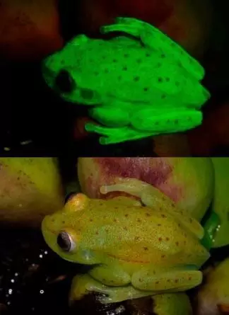人类首次发现可发出自然荧光的青蛙171 / 作者:UFO爱好者 / 帖子ID:86282
