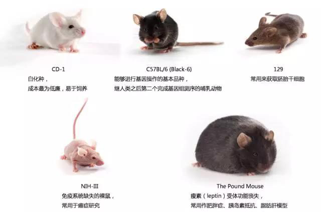 牺牲，伙伴，还是捣蛋鬼？——生命科学实验室里的关键成员698 / 作者:UFO爱好者 / 帖子ID:86182
