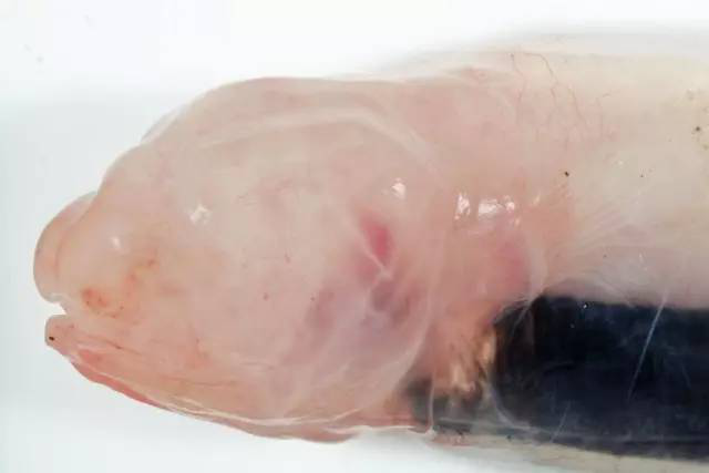没人看就可以随便长了？深海生物的生存法则202 / 作者:UFO爱好者 / 帖子ID:86065