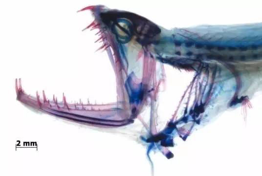 没人看就可以随便长了？深海生物的生存法则704 / 作者:UFO爱好者 / 帖子ID:86065