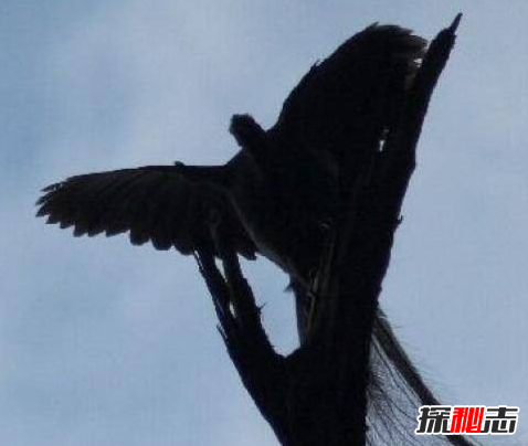 四大神兽真的存在过吗 有人拍到了四大神兽(有图有真相)438 / 作者:UFO爱好者 / 帖子ID:99503