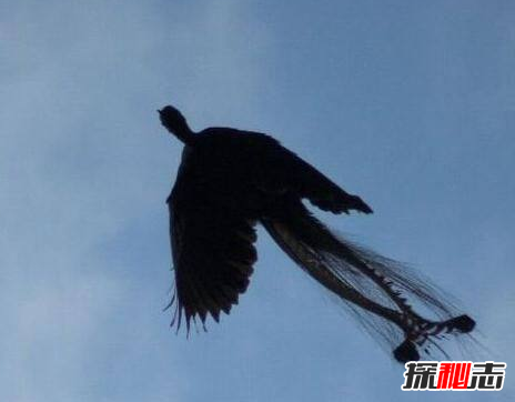 四大神兽真的存在过吗 有人拍到了四大神兽(有图有真相)582 / 作者:UFO爱好者 / 帖子ID:99503