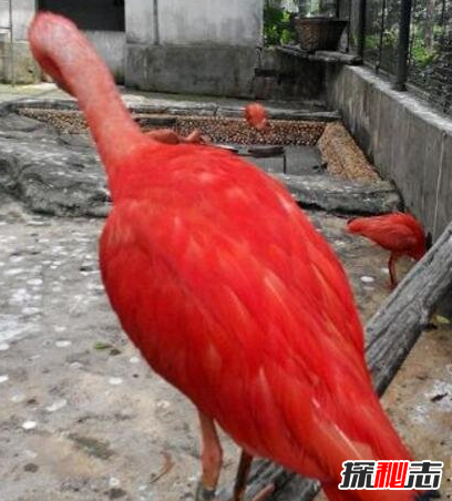 四大神兽真的存在过吗 有人拍到了四大神兽(有图有真相)746 / 作者:UFO爱好者 / 帖子ID:99503