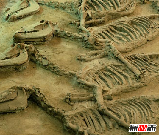 有人拍到了大恐龙,恐龙现在还存在吗?708 / 作者:UFO爱好者 / 帖子ID:105565