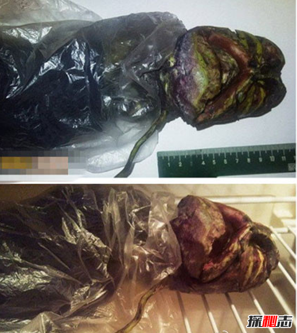 俄罗斯女孩用冰箱保存2年处星人尸体(长60厘米)400 / 作者:UFO爱好者 / 帖子ID:98393