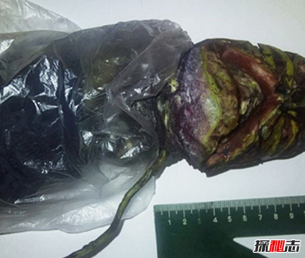 俄罗斯女孩用冰箱保存2年处星人尸体(长60厘米)665 / 作者:UFO爱好者 / 帖子ID:98393