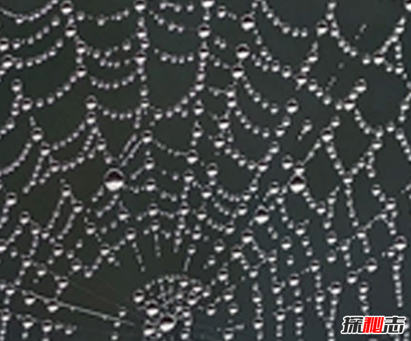 圣诞节有什么风俗?圣诞节的十大奇怪传统习俗987 / 作者:UFO爱好者 / 帖子ID:104433