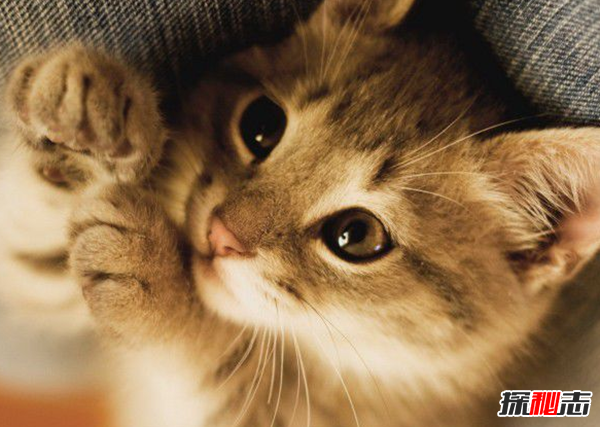猫有哪些品种带图片?世界12大最奇异的猫品种277 / 作者:UFO爱好者 / 帖子ID:77021