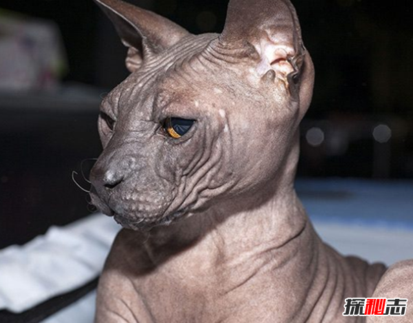 猫有哪些品种带图片?世界12大最奇异的猫品种870 / 作者:UFO爱好者 / 帖子ID:77021