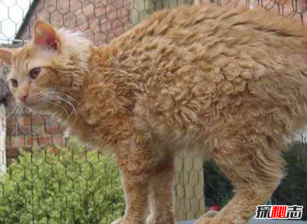 猫有哪些品种带图片?世界12大最奇异的猫品种285 / 作者:UFO爱好者 / 帖子ID:77021