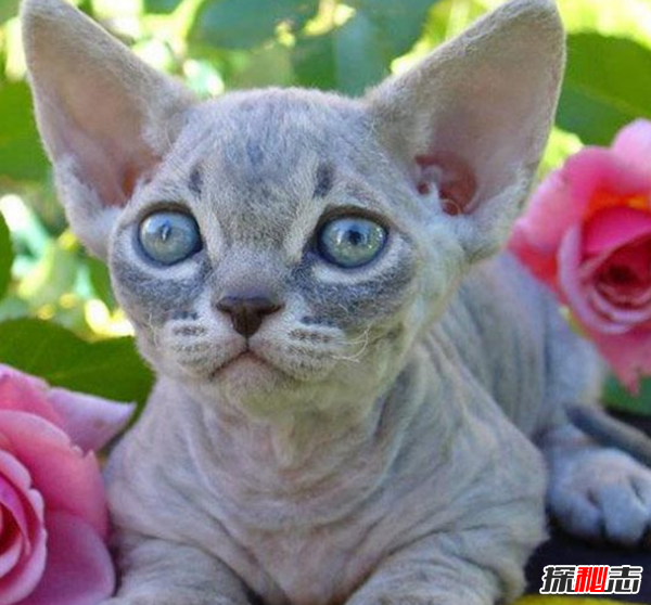 猫有哪些品种带图片?世界12大最奇异的猫品种594 / 作者:UFO爱好者 / 帖子ID:77021