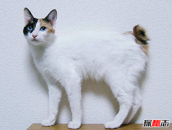 猫有哪些品种带图片?世界12大最奇异的猫品种855 / 作者:UFO爱好者 / 帖子ID:77021