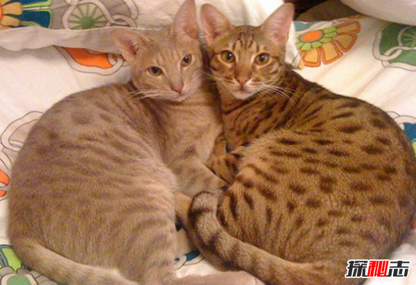 猫有哪些品种带图片?世界12大最奇异的猫品种344 / 作者:UFO爱好者 / 帖子ID:77021