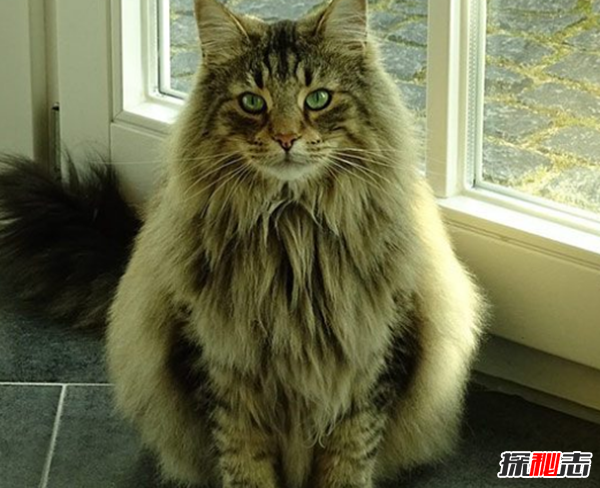 猫有哪些品种带图片?世界12大最奇异的猫品种355 / 作者:UFO爱好者 / 帖子ID:77021