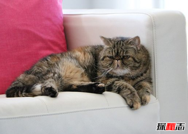 猫有哪些品种带图片?世界12大最奇异的猫品种30 / 作者:UFO爱好者 / 帖子ID:77021