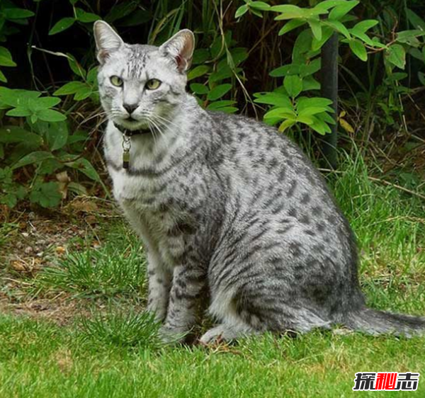 猫有哪些品种带图片?世界12大最奇异的猫品种0 / 作者:UFO爱好者 / 帖子ID:77021