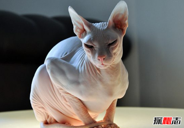 猫有哪些品种带图片?世界12大最奇异的猫品种885 / 作者:UFO爱好者 / 帖子ID:77021