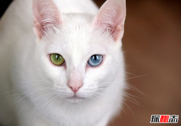 猫有哪些品种带图片?世界12大最奇异的猫品种396 / 作者:UFO爱好者 / 帖子ID:77021