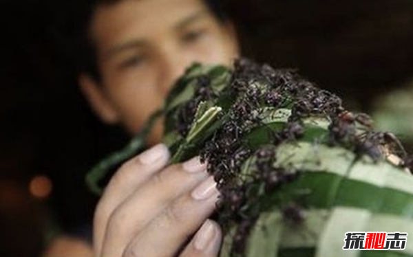 成年礼太可怕了!世界十大变态成人礼,看完你一定不想快快长大256 / 作者:UFO爱好者 / 帖子ID:104658