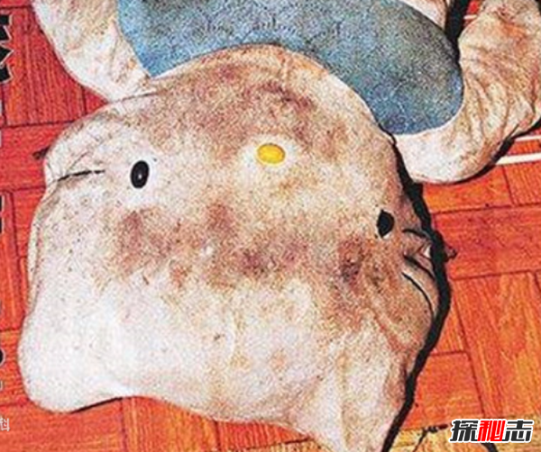 全球十大震惊世界惨案 HelloKitty藏尸案令人毛骨耸然712 / 作者:UFO爱好者 / 帖子ID:105279