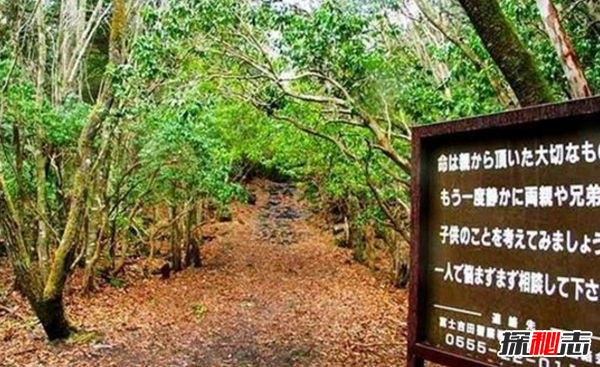 富士山下为什么恐怖?每年自杀死亡人数成百上千443 / 作者:UFO爱好者 / 帖子ID:105221