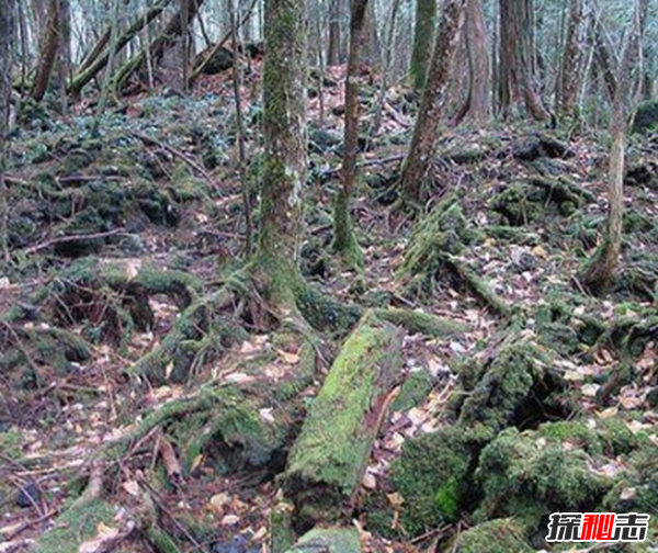 富士山下为什么恐怖?每年自杀死亡人数成百上千939 / 作者:UFO爱好者 / 帖子ID:105221