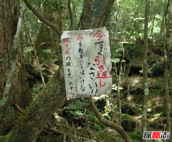 富士山下为什么恐怖?每年自杀死亡人数成百上千70 / 作者:UFO爱好者 / 帖子ID:105221