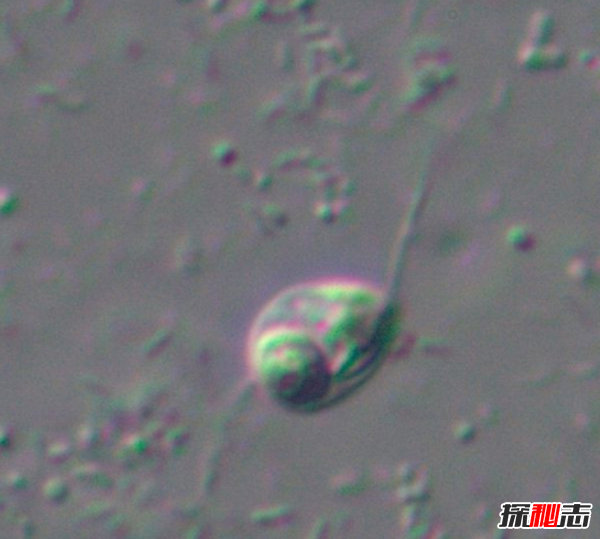 世界上最罕见的十大新物种:狮子鱼可承受700公斤压力38 / 作者:UFO爱好者 / 帖子ID:88420