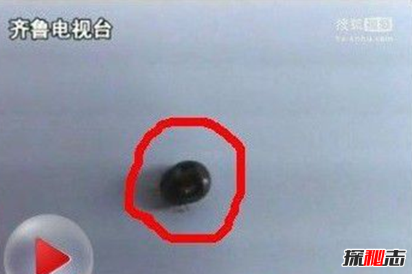 胸部寄生虫是什么?怎么辨别皮肤有寄生虫(严重会危及生命)63 / 作者:UFO爱好者 / 帖子ID:105075