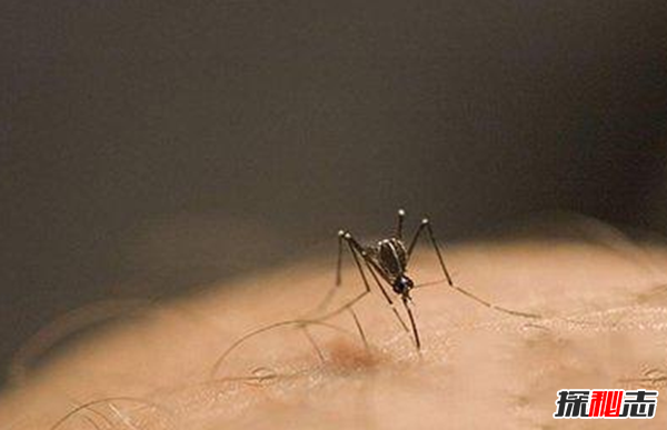 吸髓蚊存在吗?专门吸食人脑髓的吸髓蚊(杜撰不存在的生物)279 / 作者:UFO爱好者 / 帖子ID:105070