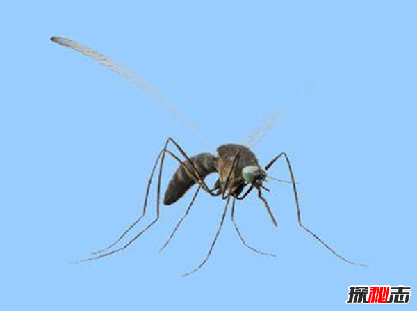 吸髓蚊存在吗?专门吸食人脑髓的吸髓蚊(杜撰不存在的生物)902 / 作者:UFO爱好者 / 帖子ID:105070