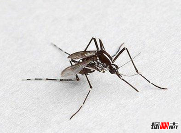 吸髓蚊存在吗?专门吸食人脑髓的吸髓蚊(杜撰不存在的生物)122 / 作者:UFO爱好者 / 帖子ID:105070