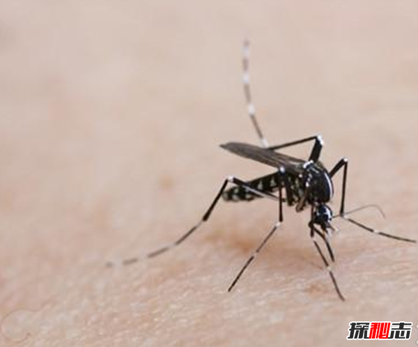 吸髓蚊存在吗?专门吸食人脑髓的吸髓蚊(杜撰不存在的生物)33 / 作者:UFO爱好者 / 帖子ID:105070