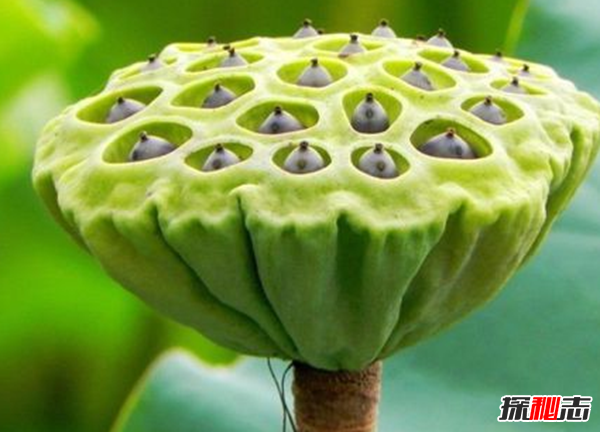 产生密集恐惧症的原因有哪些?怎么克服密集恐惧症265 / 作者:UFO爱好者 / 帖子ID:105100