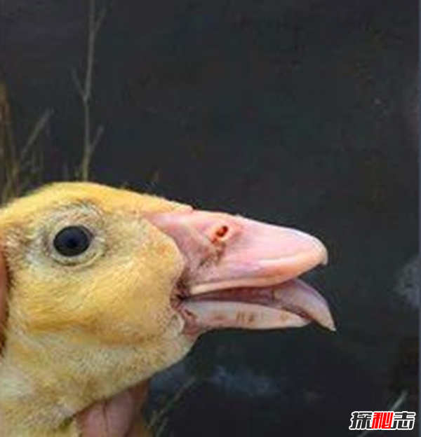 什么是鸭大舌病?鸭大舌病的预防和治疗(夏季发病率极高)218 / 作者:UFO爱好者 / 帖子ID:105065