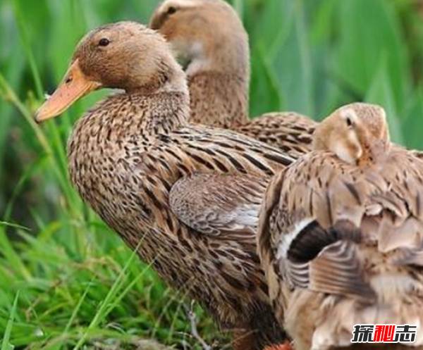 什么是鸭大舌病?鸭大舌病的预防和治疗(夏季发病率极高)987 / 作者:UFO爱好者 / 帖子ID:105065