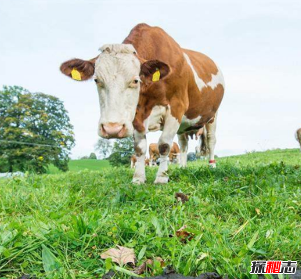 德国奶牛被穿上尿不湿,真相惊人!新规引起农主不满发起抗议212 / 作者:UFO爱好者 / 帖子ID:104986
