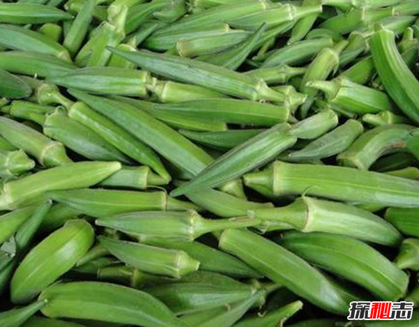 秋葵是什么东西?不要再被秋葵忽悠了真相在这(蔬菜之王)968 / 作者:UFO爱好者 / 帖子ID:104977