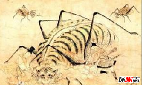 中国古代神兽山蜘蛛,性格残暴体型庞大(蛛丝能止血)165 / 作者:UFO爱好者 / 帖子ID:104880 中国古代神兽山蜘蛛,性格残暴体型庞大(蛛丝能止血)165 / 作者:UFO爱好者 / 帖子ID:104880