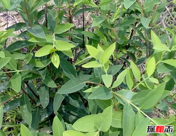 中国古代神兽山蜘蛛,性格残暴体型庞大(蛛丝能止血)382 / 作者:UFO爱好者 / 帖子ID:104880 中国古代神兽山蜘蛛,性格残暴体型庞大(蛛丝能止血)382 / 作者:UFO爱好者 / 帖子ID:104880