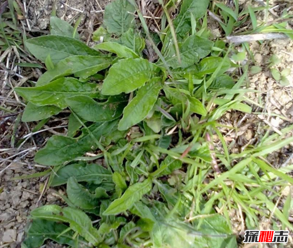 中国古代神兽山蜘蛛,性格残暴体型庞大(蛛丝能止血)46 / 作者:UFO爱好者 / 帖子ID:104880 中国古代神兽山蜘蛛,性格残暴体型庞大(蛛丝能止血)46 / 作者:UFO爱好者 / 帖子ID:104880