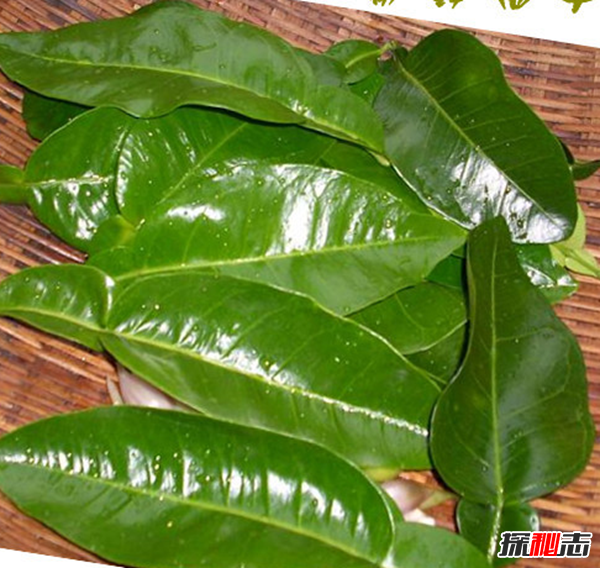 辟邪的东西有哪些?实用的十大辟邪物品(封建迷信)807 / 作者:UFO爱好者 / 帖子ID:100554