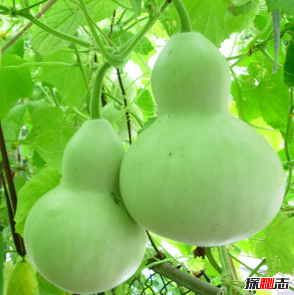 辟邪的东西有哪些?实用的十大辟邪物品(封建迷信)169 / 作者:UFO爱好者 / 帖子ID:100554