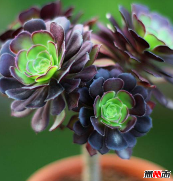 十种招鬼的花 黑法师能召唤地狱恶鬼(封建迷信)475 / 作者:UFO爱好者 / 帖子ID:104856