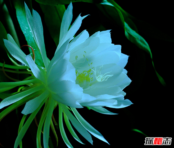十种招鬼的花 黑法师能召唤地狱恶鬼(封建迷信)12 / 作者:UFO爱好者 / 帖子ID:104856