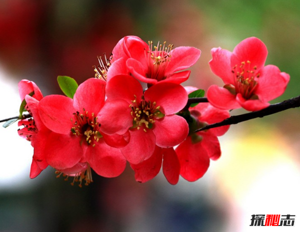十种招鬼的花 黑法师能召唤地狱恶鬼(封建迷信)778 / 作者:UFO爱好者 / 帖子ID:104856